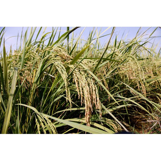 Benih Bibit Padi Inpari43 5kg Berkualitas