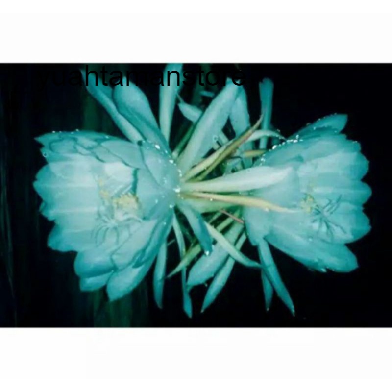 COD Tanaman hias wijaya Kusuma kembang biru