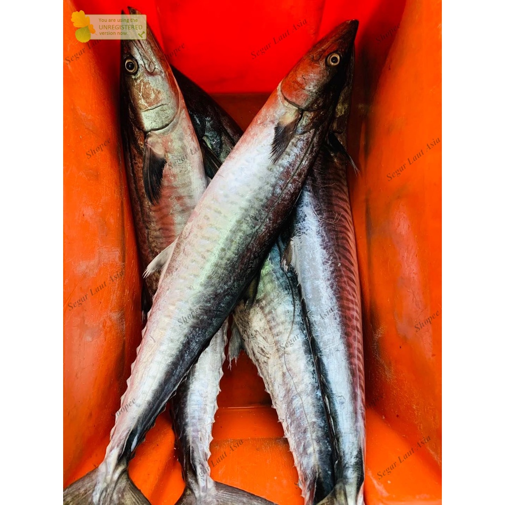 Ikan Tenggiri Segar/Ikan Tenggiri Potong Fresh