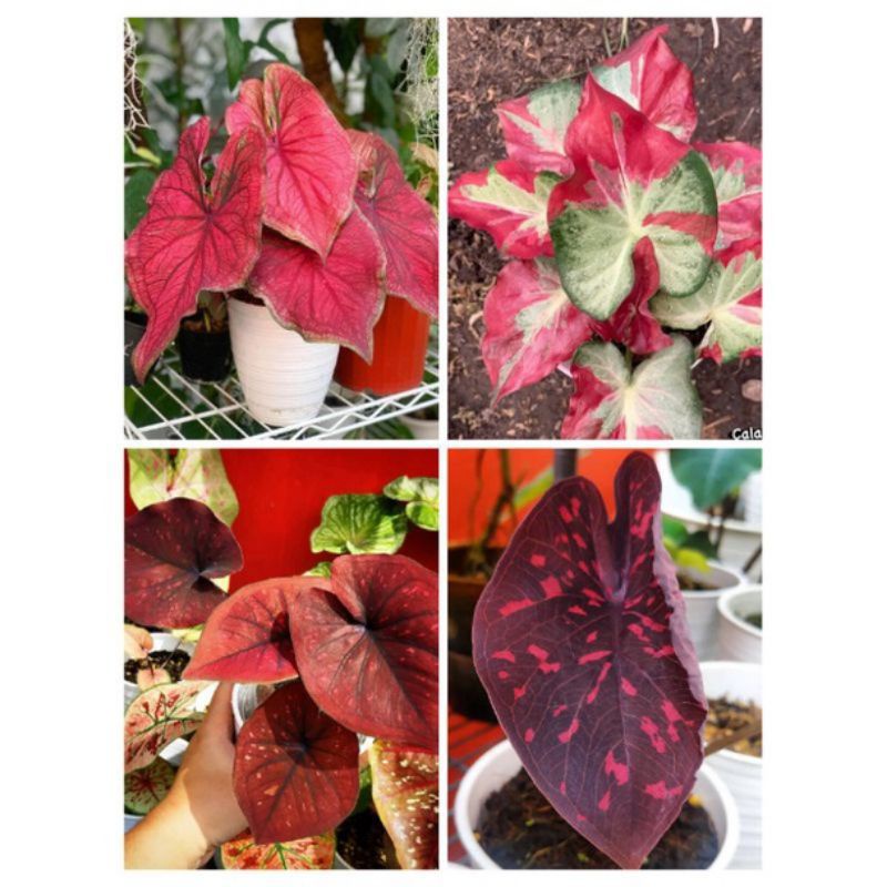 NEW PROMO 4 PAKET BONGGOL KELADI THAILAND