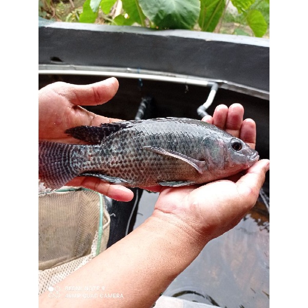 

Ikan Nila Hitam Segar