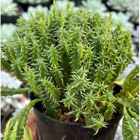 Kaktus Euphorbia Minima