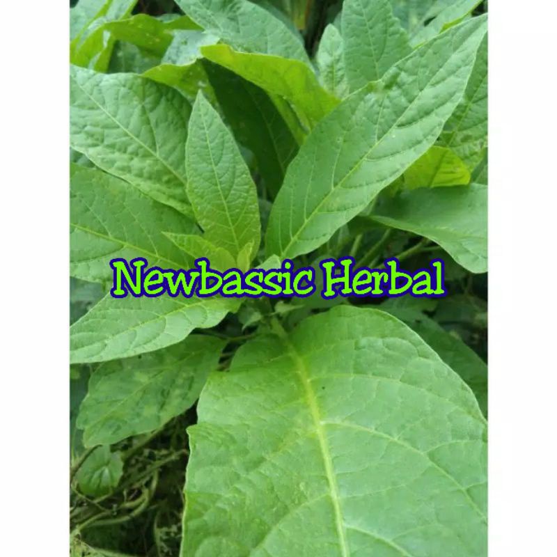 

daun kecubung fresh 500g alami herbal