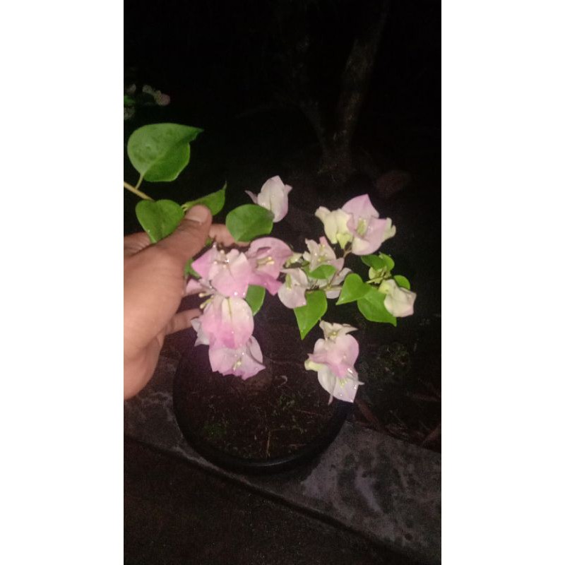 bougenville id BENGAWAN SOLO