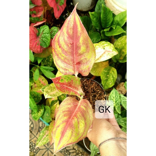 Red Panama Aglaonema mutasi cakep / Aglonema Red  Panama remaja
