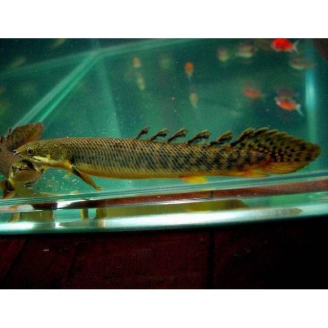 Ikan Polypterus Palmas/ Palmas Palmas Polli