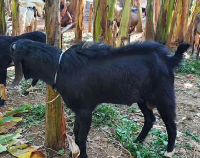 Bedcover Bonita Rumbai 180x200cm Paris,kelly,stella,revanda,khayana,kresna,sweet Rose