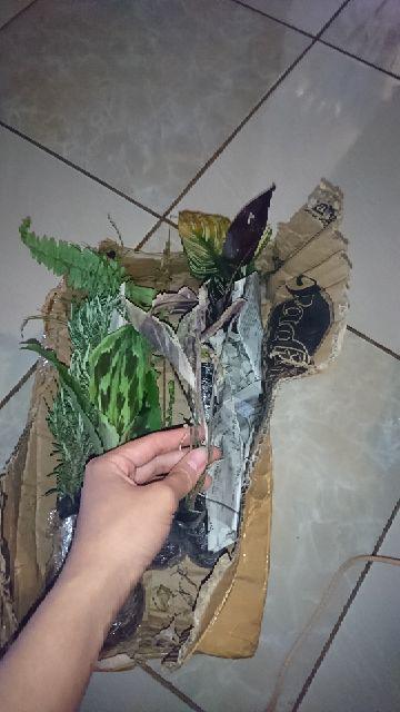 Tanaman Hias Calathea Fusion - Maranta Tisu- Meranti Kapas