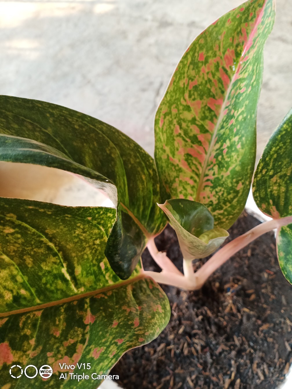 Aglaonema Big Roy Tanaman Hias
