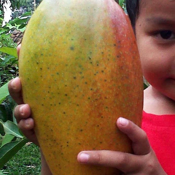 V3T BIBIT TANAMAN BUAH MANGGA KIO JAY (KIOJAY) 70 CM ANYAR♨