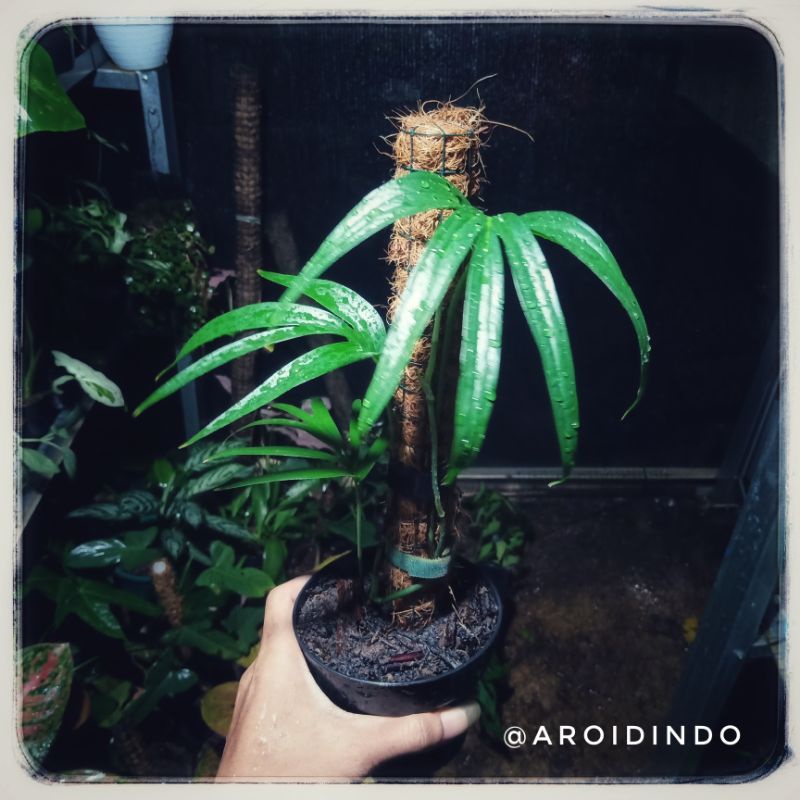 Amydrium Zippelianum