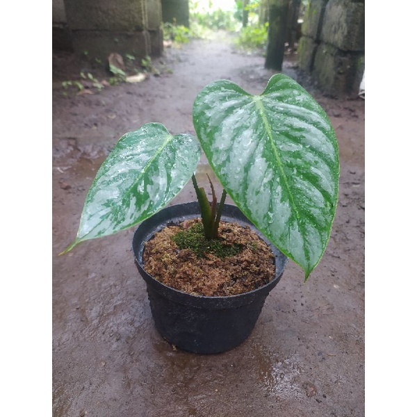 Philodendron Sodiroi