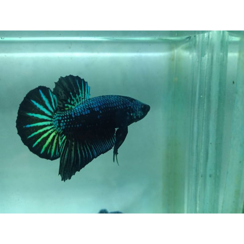 CUPANG GREEN SAMURAI Size M