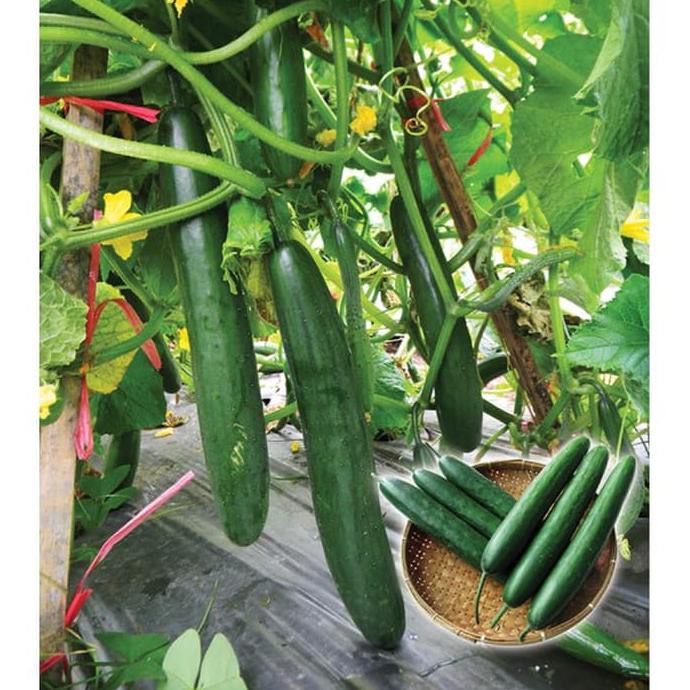 Siap Kirim ( Isi 25 ) Bibit Benih Tanaman Timun / Mentimun Jepang Toska F1 Ayo Order