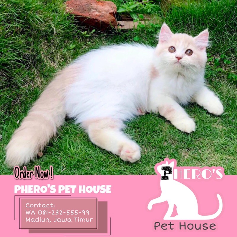 Kitten Persia Kucing Van Color #pherospethouse #pheros_pet_house PHEROS PET HOUSE