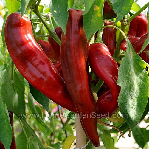 Benih Cabai Big Jim - Hot Pepper - Home Garden Seed