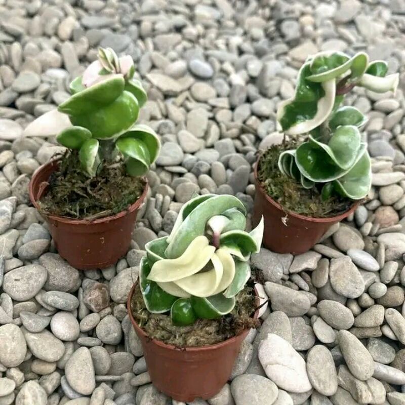 Tanaman hias hoya compacta regalis