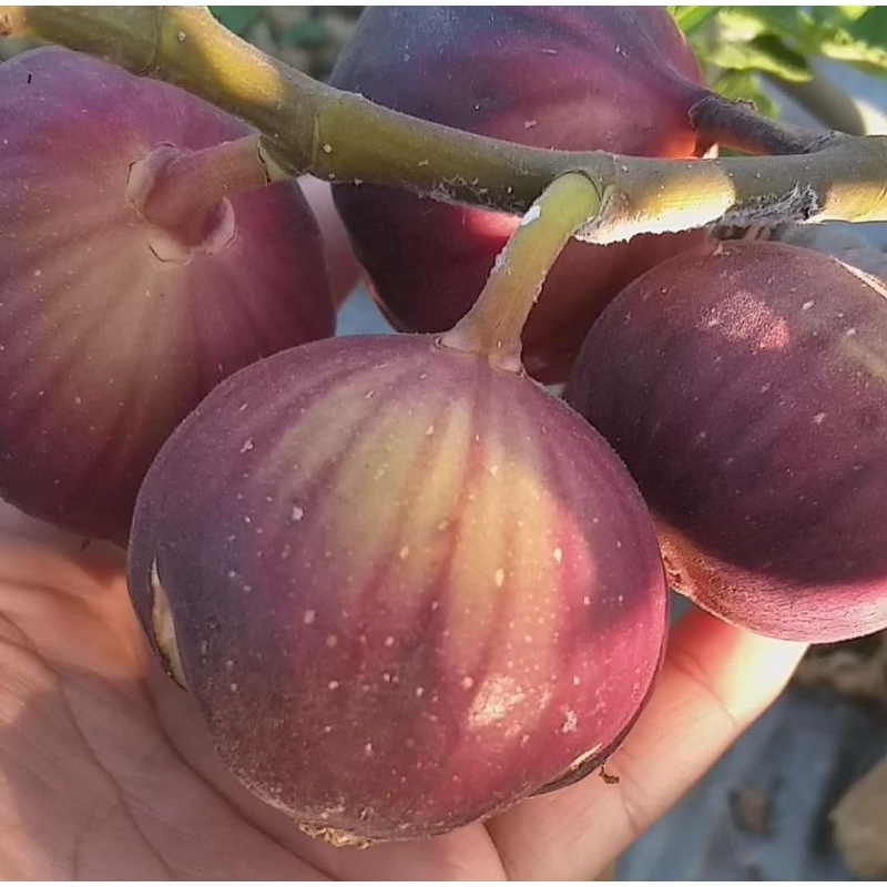 Bibit Tanaman Buah Tin Super