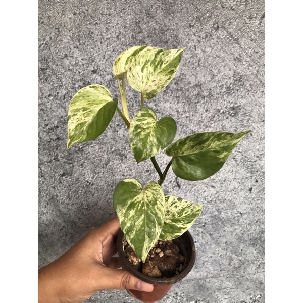 Epipremnum marble queen