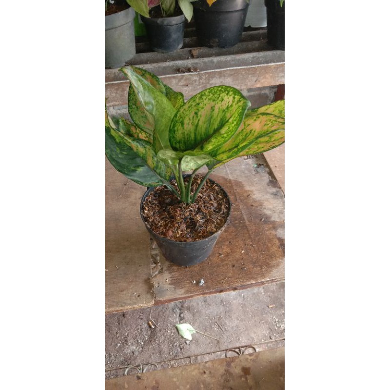 tanaman hias aglonema hengheng / aglonema hengheng