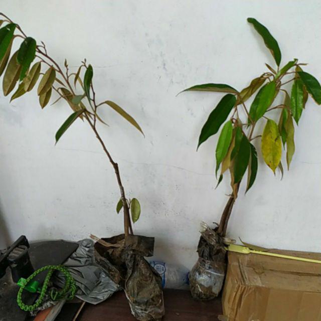 Bibit Durian Musangking Kaki Tiga