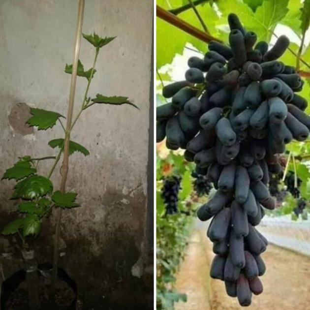 Bibit Buah Tanaman Anggur Moondrop