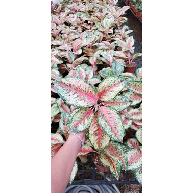 Aglonema Sweet dream