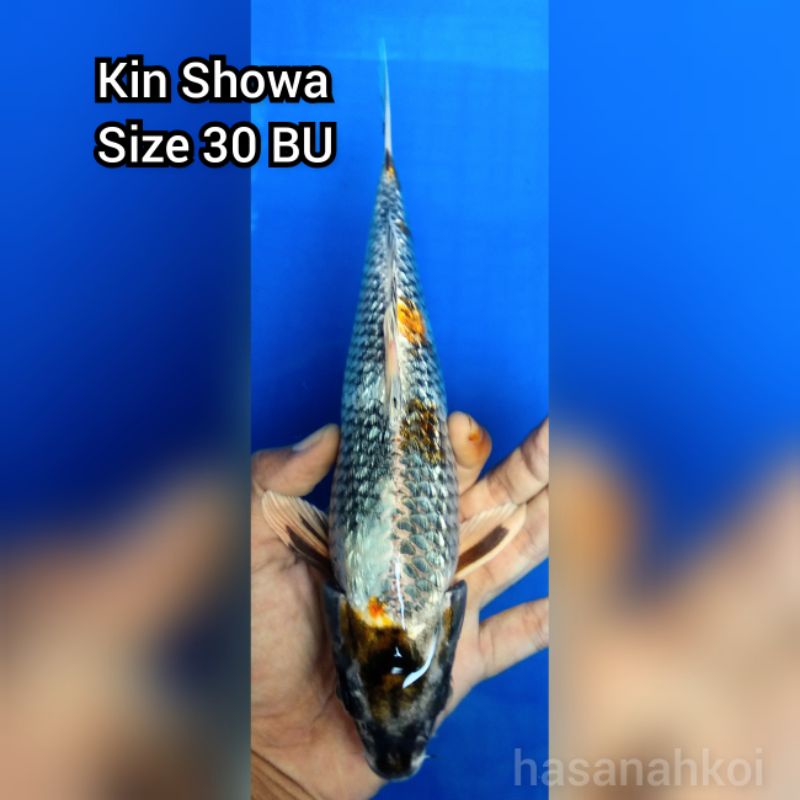 Ikan Koi Kin Showa 4002