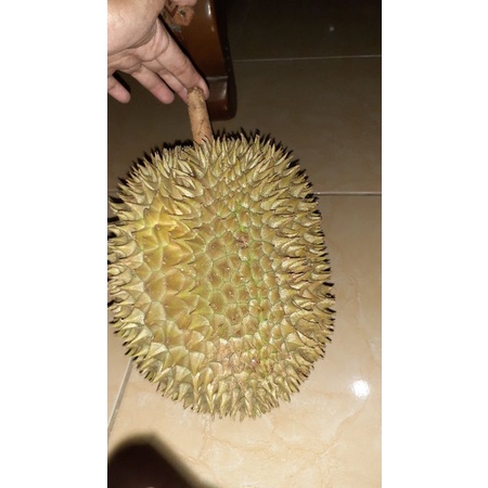 

durian montong