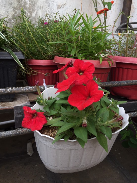 Pot Bunga Gantung Twinpan