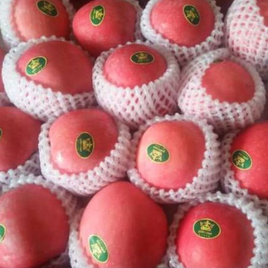 

BUAH APEL FUJI RRC FUJI FRESH IMPORT SEGAR MURAH 1 KG