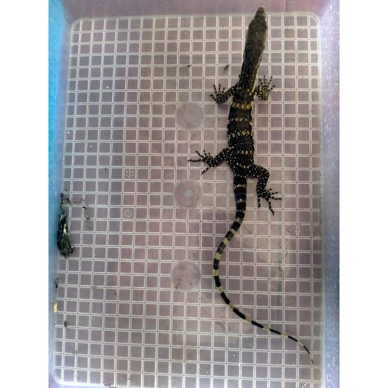 baby varanus salvator jitot