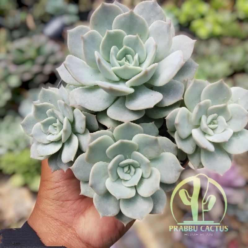 Kaktus sukulen - Echeveria Lilacina cluster