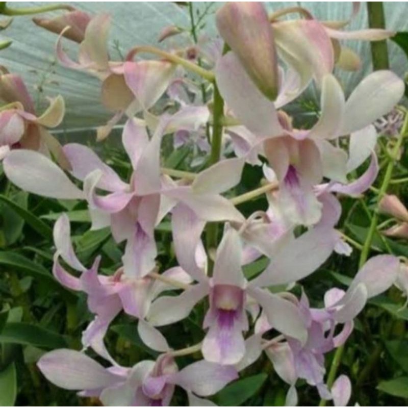 Pohon Bunga Anggrek Dendrobium Channel Fragrance Dewasa Siap Spike