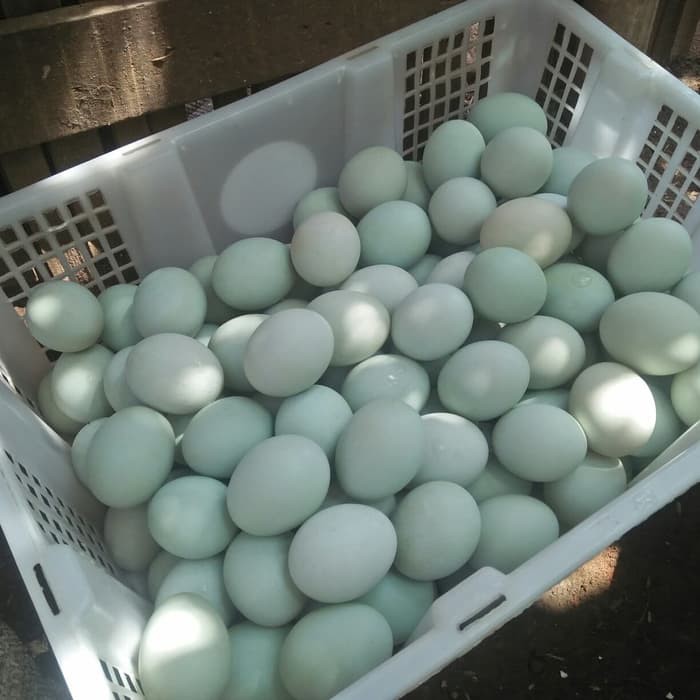 Telur Bebek Mentah telur bebek omega   3 Segar Per Butir SWALAYAN MURAH JAKARTA