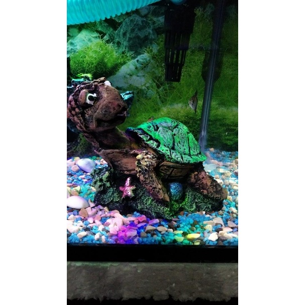 dekorasi aquarium kura kura darat, hiasan aquarium kura kura darat, dekorasi aquarium kura kura, hia