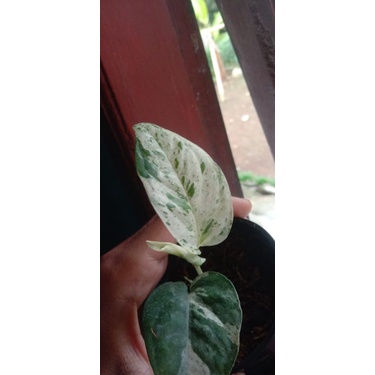 Epipremnum marble variegata