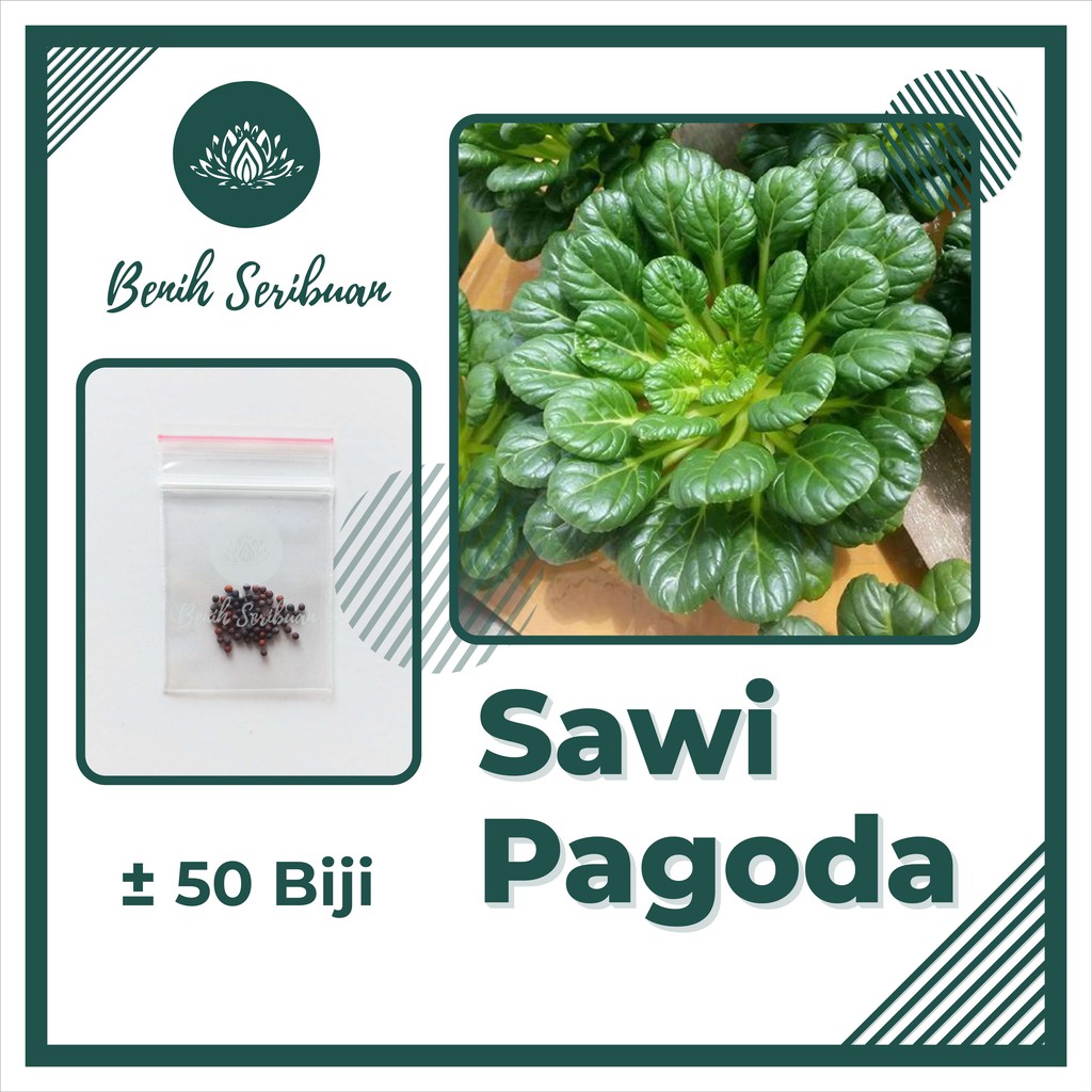 50 Benih Bibit Sawi Pagoda F1 Ta Ke Cai Sayuran Known You Seed Tatsoi - Bibit Tanaman Sayur Seribuan