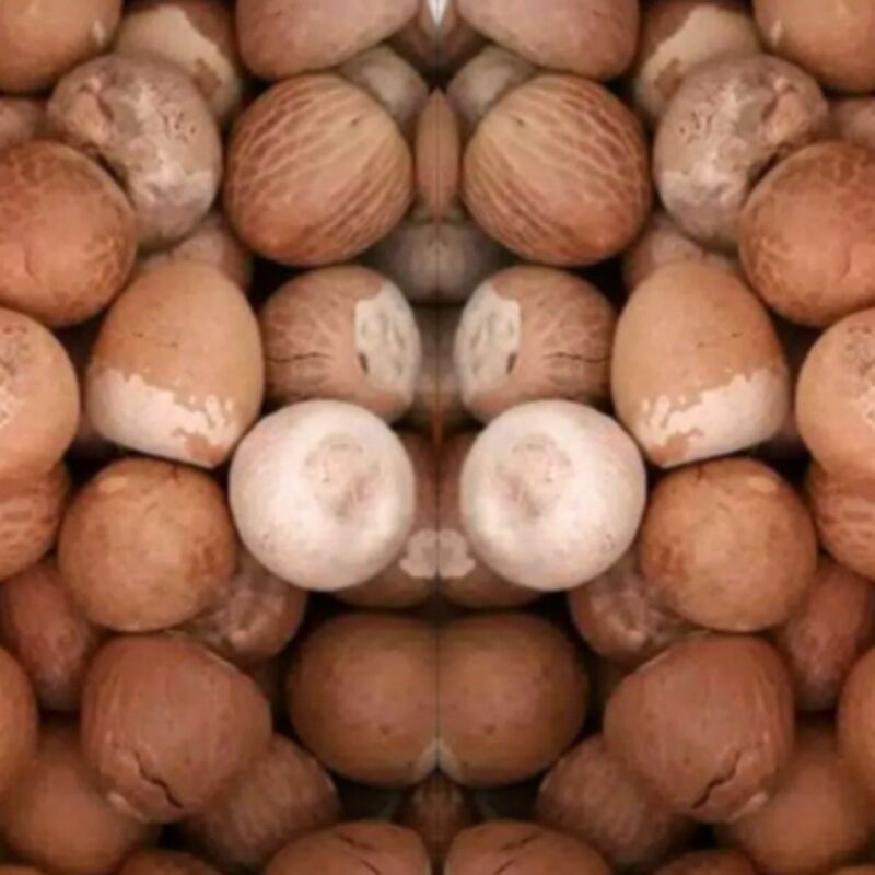 

pinang tua utuh sudah dikupas bulat. harga per kg.