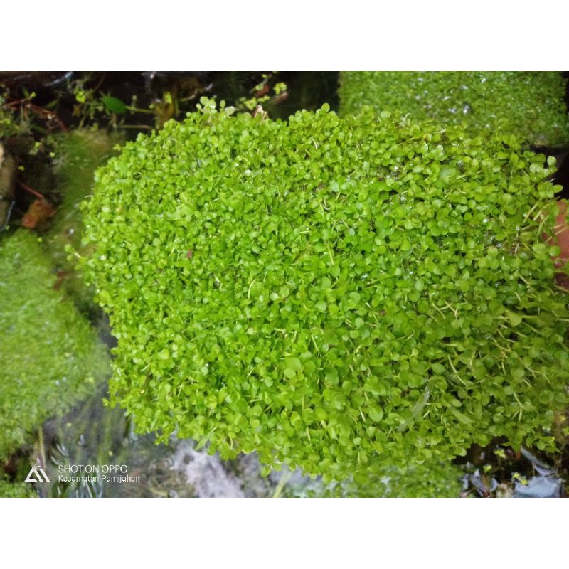 Monte Carlo Carpet Tanaman Aquascape