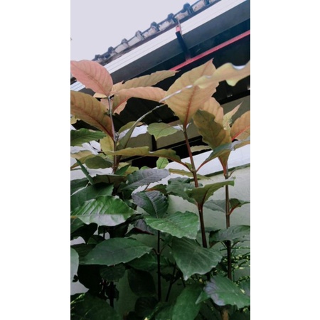 

daun ungu segar 100 g