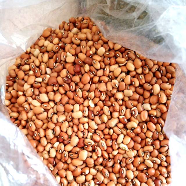 

KACANG TUNGGAK / TOLO KHAS ASLI SEPERTI GAMBAR BUKAN YANG HITAM ATAU MERAH SEPERTI