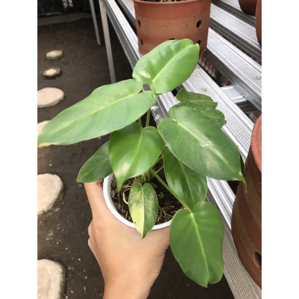 Burlemarx Variegata Murtad Rimbun