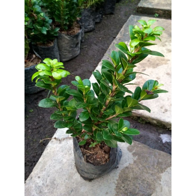 bahan bonsai beringin kompakta/ficus compacta