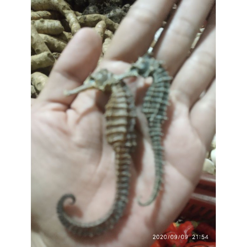

kuda laut/sea horses