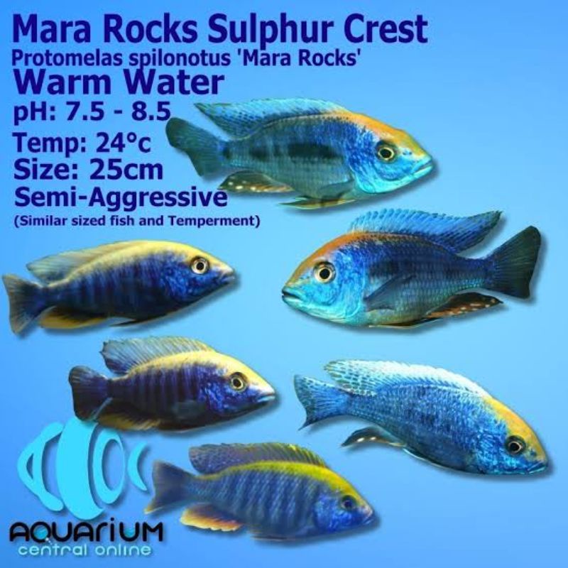 protomelas spilonotus mara rocks cichlid malawi