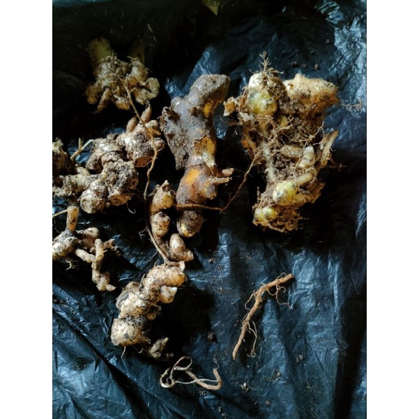 Bangle atau rimpang bangle 250 gram