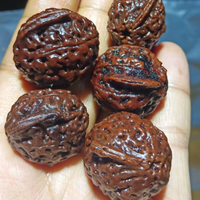 Jenitri ganesha sirip belalai