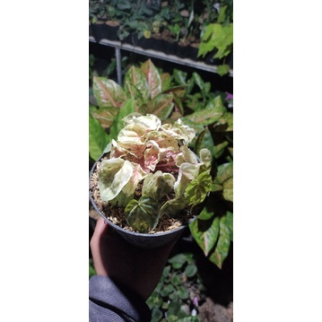 tanaman hias peperomia pink lady