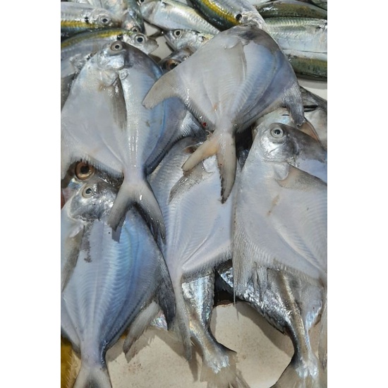 

ikan bawal laut sedang 1 kg